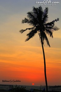 Colva beach at sunset coconut tree