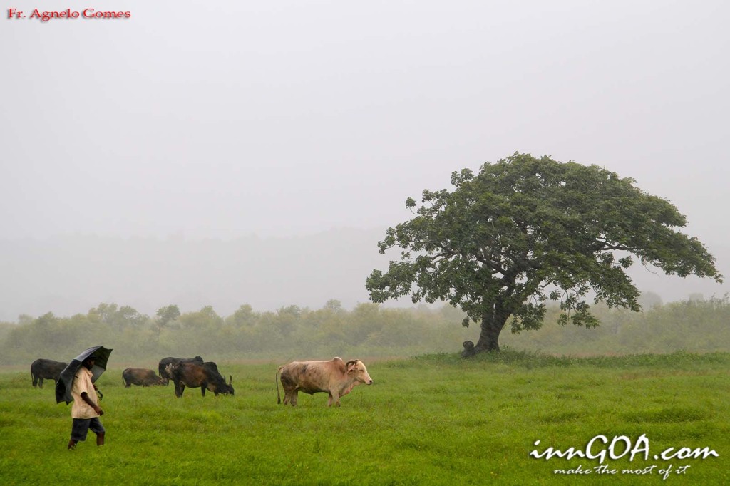 farmer grazing his cattle in the field in the rain edit