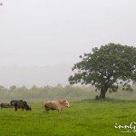 Farmer grazing his cattle in the field in the rain edit