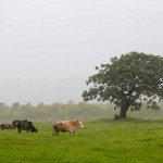 farmer grazing his cattle in the field in the rain to upload website background