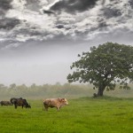 farmer grazing his cattle in the field in the rain to upload website background
