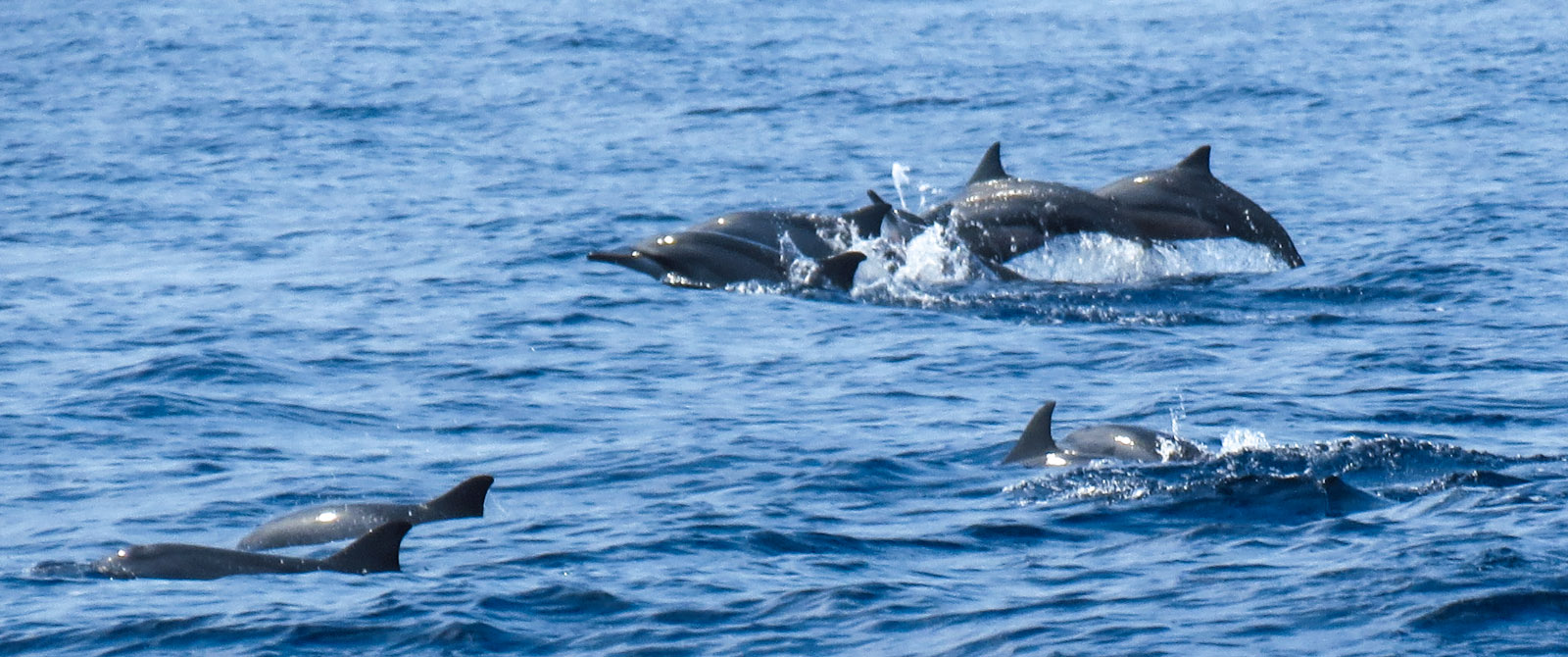 dolphin spotting in goa