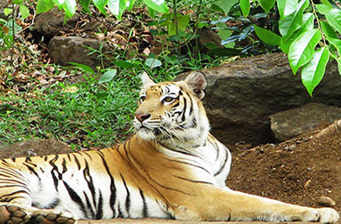 ponda Bondla-Zoo-Goa